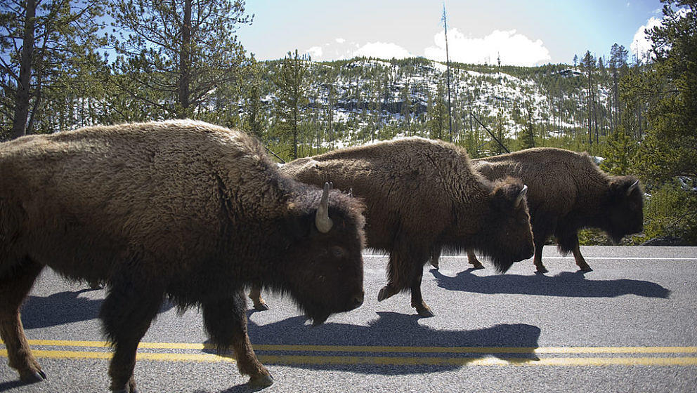YELLOWSTONE, WY - MAY 13:  Bison create a traffic jam on a main road in Yellowstone National Park in Wyoming on Friday, May 1