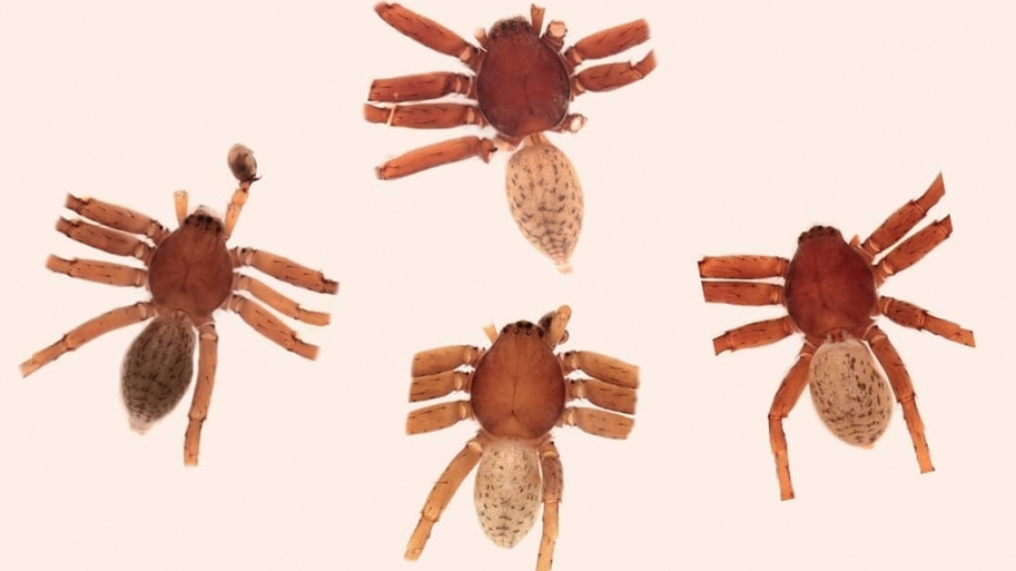 Die neu entdeckten Spinnen Extraordinarius bruceickinsoni, Extraordinarius klausmeinei, Extraordinarius rickalleni und Extraordinarius andrematosi